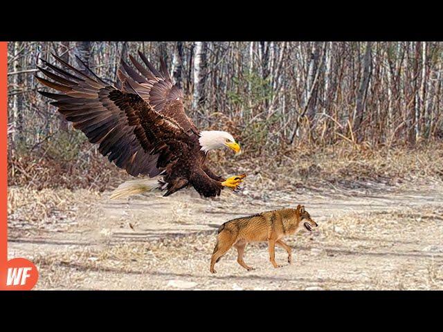 When an Eagle Attacks Wolf..It Grabs It in Seconds