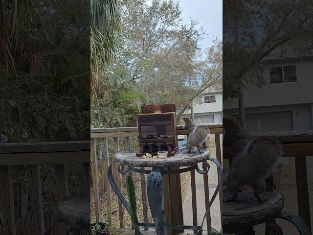 Nut Bar from Amazon #squirrel #ardillas #squirrelfeeder #nutbar