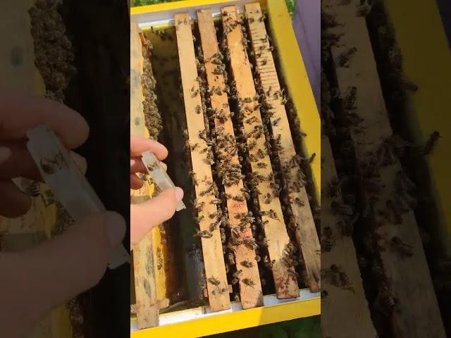 НЕ ДЕЛАЙ ТАК ИНАЧЕ ПЛОДНАЯ МАТКА ПОГИБНЕТ В КЛЕТОЧКЕ ПРИ ПОДСАДКЕ В ОТВОДОК ️