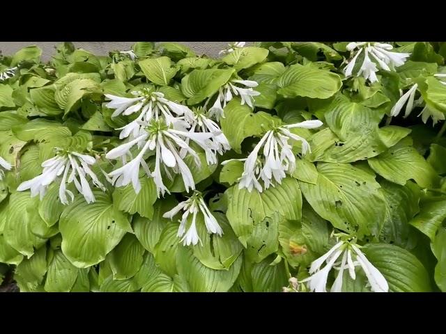 Hosta Plantiginea Grandiflora