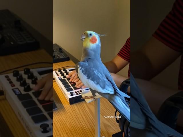 YumYum’s Most Viral Video Turns One! #bird #cockatiel #parrot #yumyumthetiel