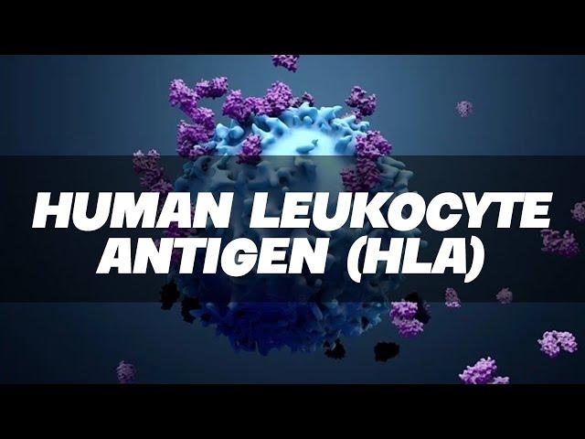 HLA - Human Leukocyte Antigen Simplified - Immunology