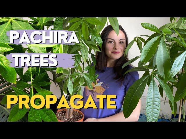 How to PROPAGATE Money Tree in Water | How to Grow a Bushy Money Tree