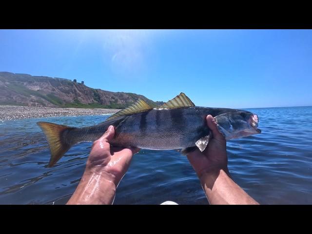 Multiple Legal Halibut and White Sea Bass!