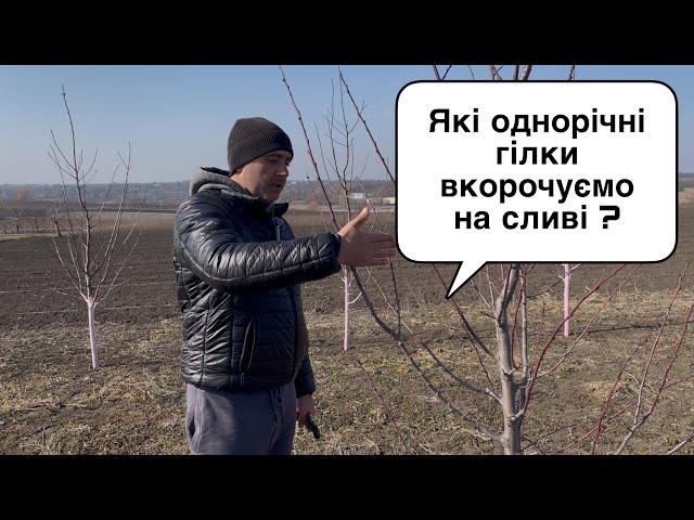 Які однорічні гілки вкорочувати на сливі? Обрізка сливи весною. Обрізка молодої сливи.