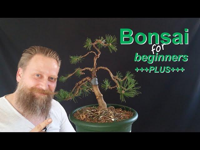 #Bonsai Pinus Mugo: gestalten aber wie?