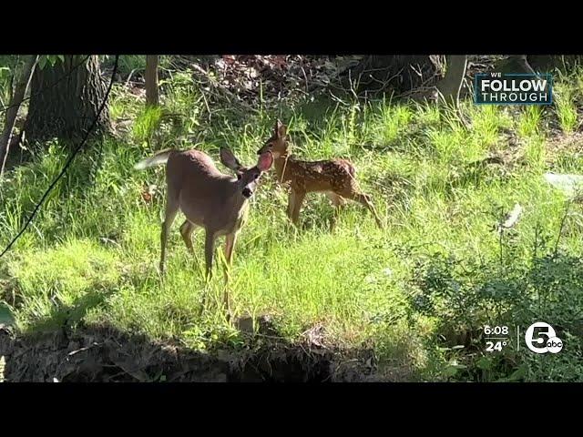 Cleveland Heights mulling deer culling program