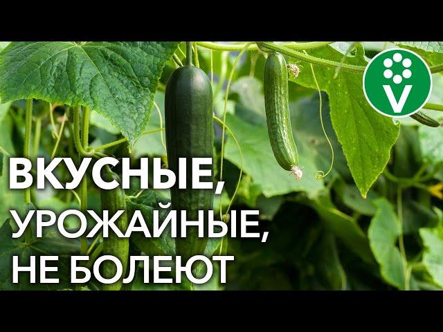 10 СОРТОВ ОГУРЦОВ, которые НИКОГДА не подведут!