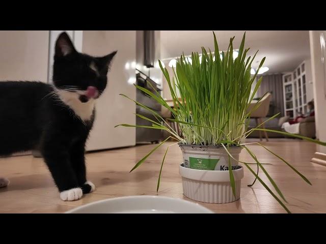 Kitten trying grass. Cute and Funny Kittens