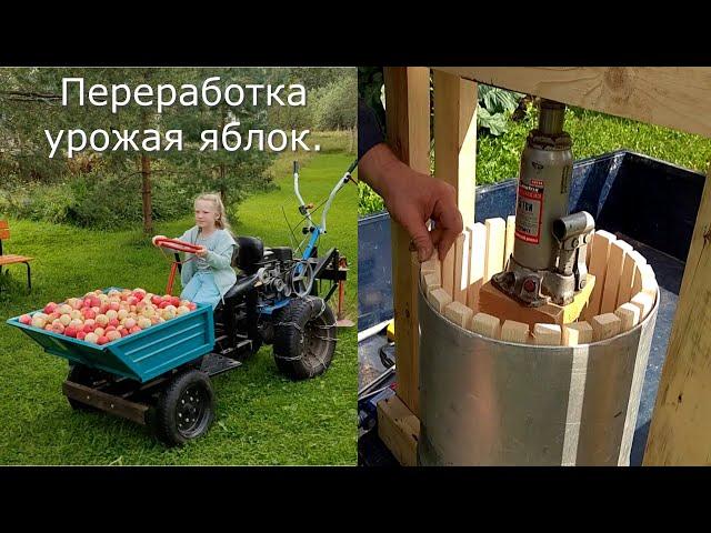 Сезонная переработка яблок 2024. Яблочный сок.