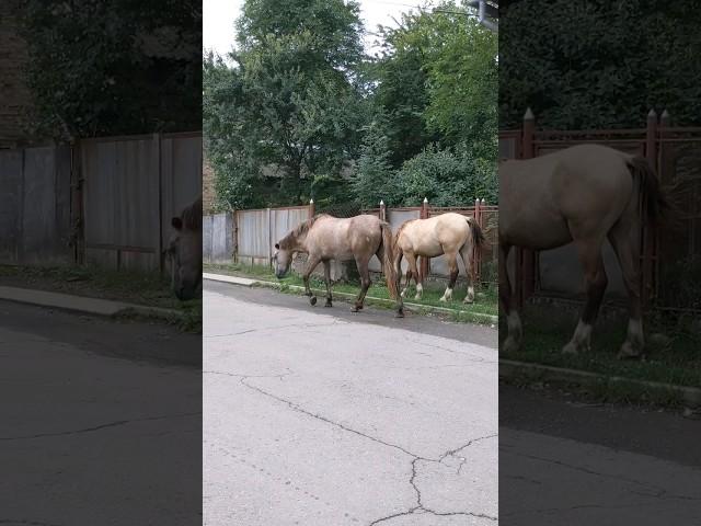 Gypsy horses walk around the city. Gypsy life №6 #gipsy #gipsylife