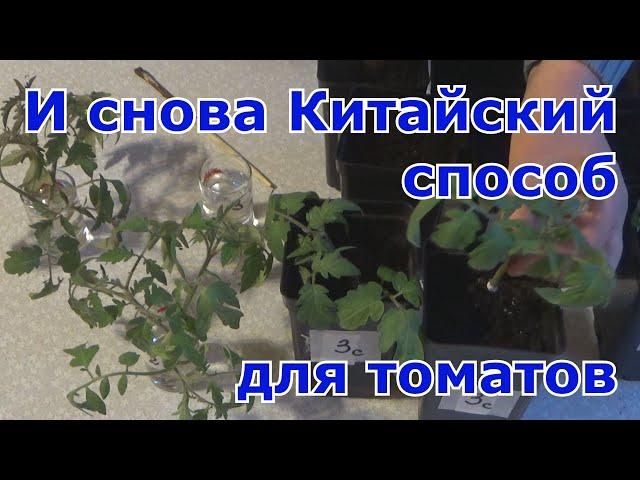 Китайский способ выращивание рассады томатов. Повторный эксперимент.