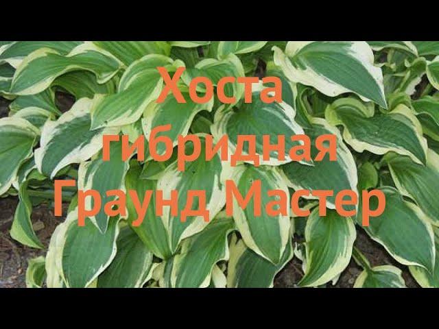 Хоста гибридная Граунд Мастер (hosta ground master)  обзор: как сажать, саженцы хосты Граунд Мастер