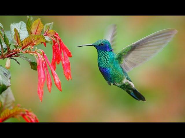 Hummingbird Sounds For 1 Hour