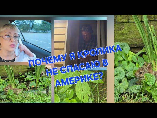 СНАЧАЛА-ДЕНЬГИ(США,СПАСЕНИЕ ДИКИХ ЖИВОТНЫХ)//ДОСТОЙНАЯ ПЕНСИЯ В АМЕРИКЕ-ПУТЕШЕСТВИЯ ПО МИРУ!..