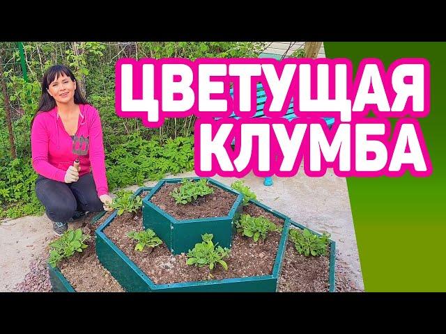 Цветы на клумбе будут великолепными!Три главных правила цветущей клумбы!