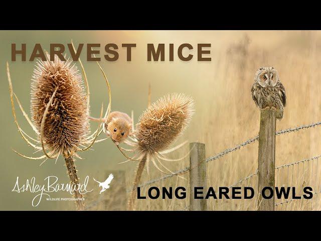 Photographing Harvest Mice and Long Eared Owls.