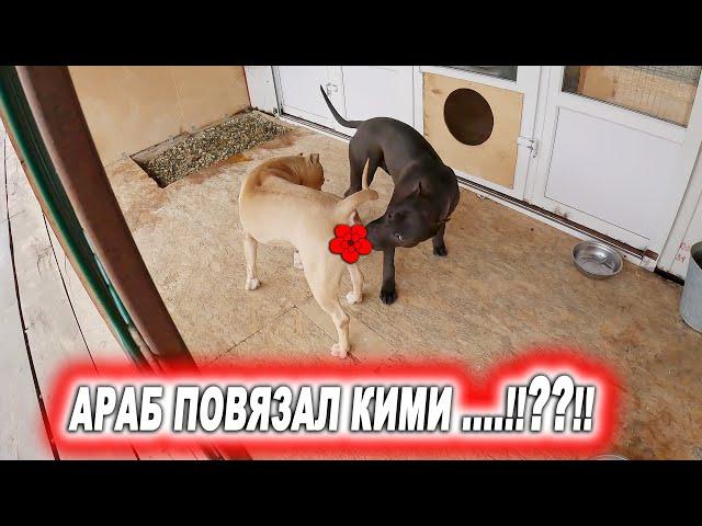 Питбули повязались ???!!! Пропустил течку и не успел.... Араб повязал Кими ???!!!