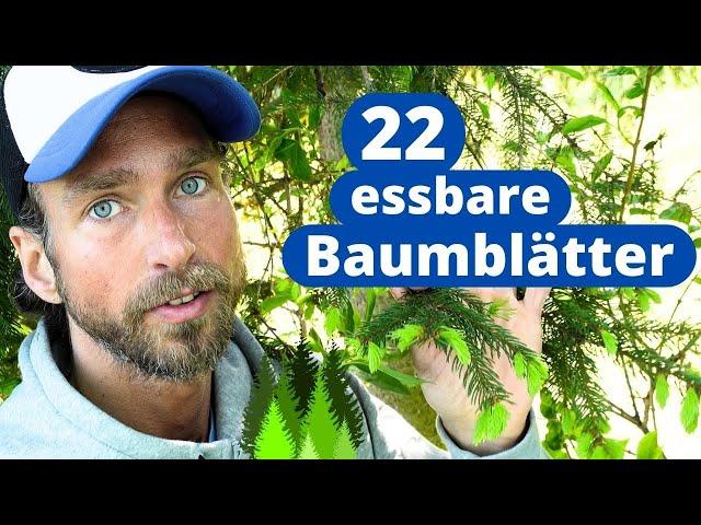 22 essbare Baumblätter - gratis Superfood!  | Welche Blätter & Blüten kann man essen