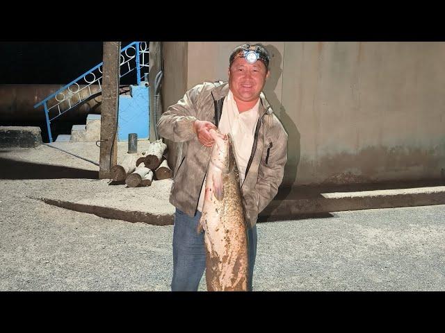 Big catfish - Сом на 10 кг с канала Кызкеткен 16.08.2024 #каракалпакстан #нукус #catfish #сомик