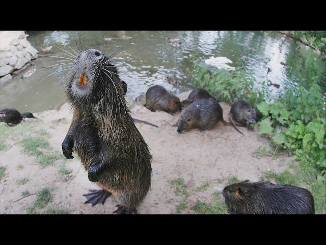 Massive river rats -- or nutria -- are taking over lakes in Katy