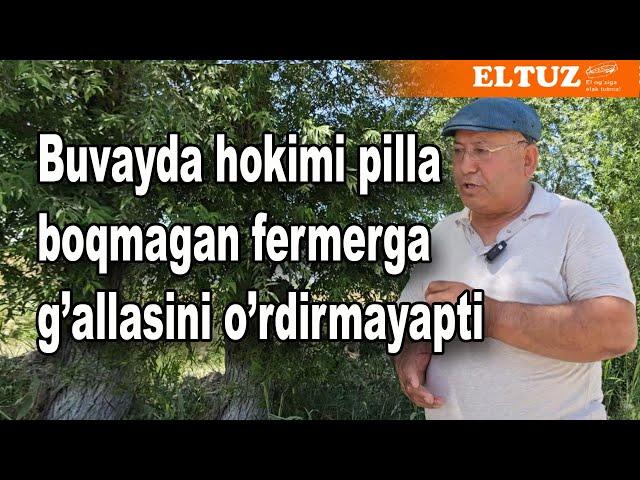 Buvayda hokimi pilla boqmagan fermerga g'allasini o'rdirmayapti