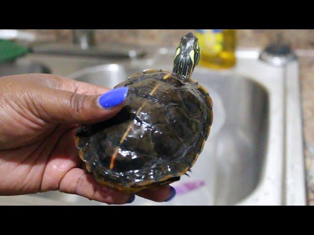 My Turtle Tank Needs Cleaning | Southern Painted Turtle Care  + Product Links