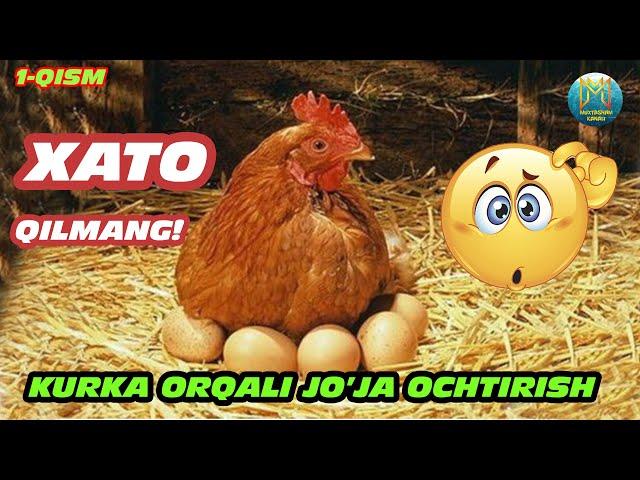 КУРКА БОСТИРИШ ВА ЖЎЖА ОЧИРИШ ( Tovuq boqish sirlari | Товуқ боиш сирлари )