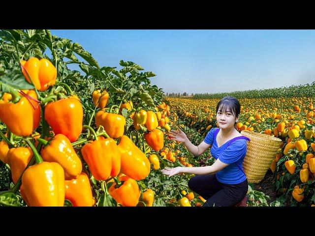 Ly Trieu Ca: Harvesting sweet giant tropical bell pepper - Recipe traditional make best fruit salad