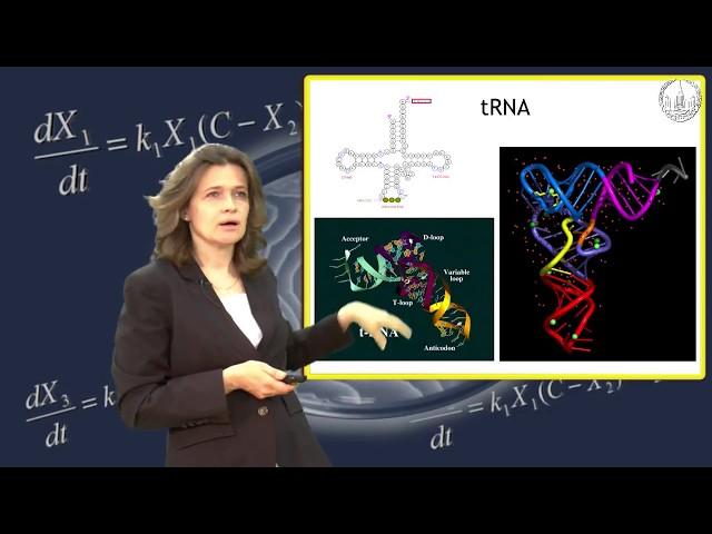 Попцова М.С. Расшифровка генетического кода часть 3