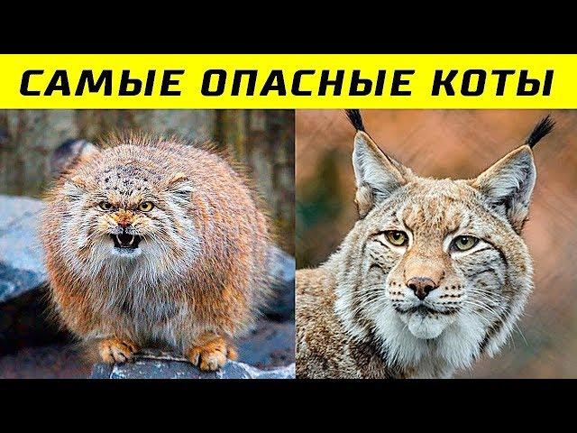 10 Самых Опасных Пород Кошек в Мире