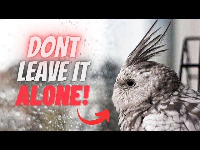 5 Mistakes  Every Beginner Does to Cockatiel