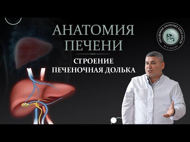 Печень. Строение. Анатомия печени. Печеночная долька / Liver anatomy. Hepatic lobule