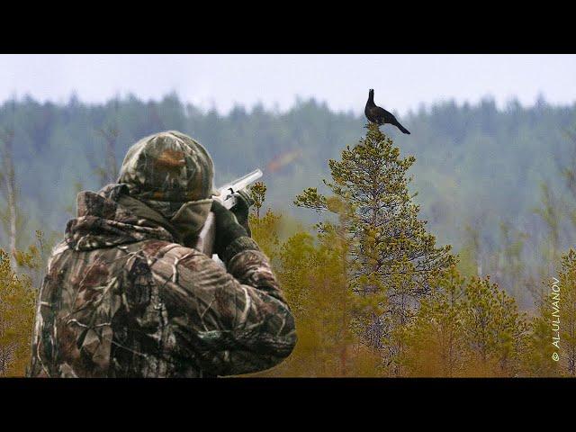 Охота на Глухаря  на болоте, с подхода. Взяли трофея! Hunting Capercaillie.