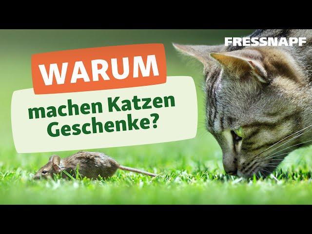 Warum bringen Katzen Mäuse nach Hause?