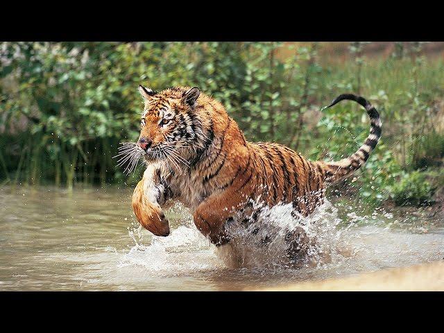 Beautiful World - Wild Animals (Petar Milinković - Ashes Of Stars) [Short Film]