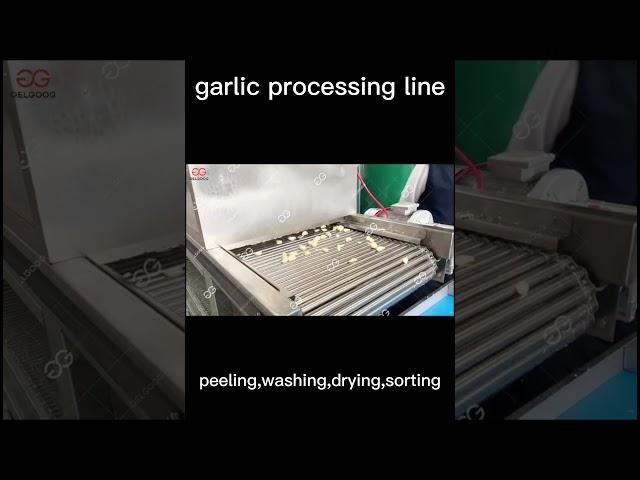 Garlic Processing Line With Garlic Peeling Washing And Sorting Machine