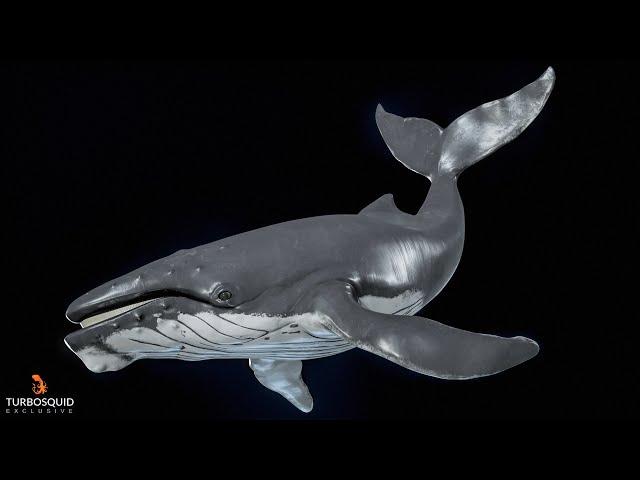 Humpback Whale 3D Model Turntable 4K 60 FPS