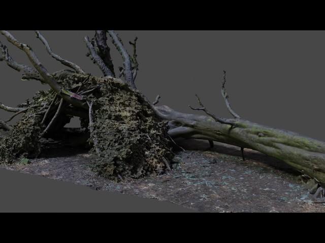 Fallen Tree Photogrammetry Scan