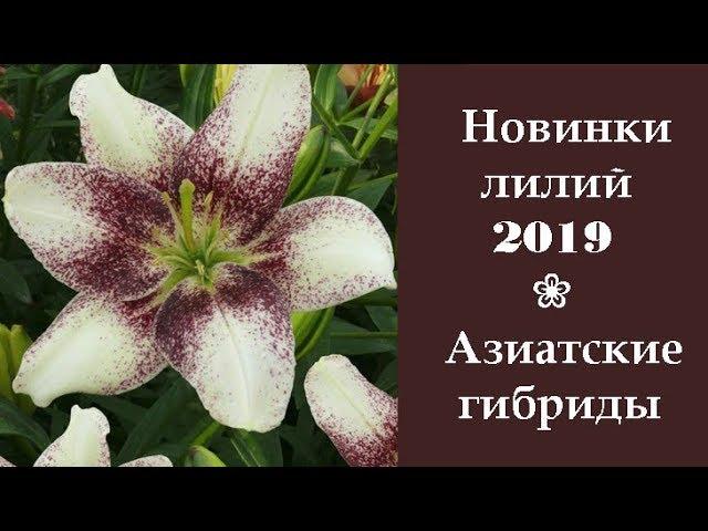  Новинки лилий 2019: Азиатские гибриды