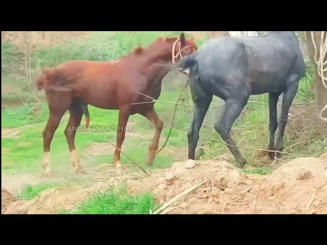 Horse Mating Donkey - Donkeys Breeding - Animals Mating Compilation 2024