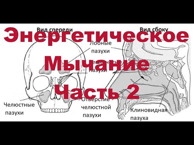 Энергетическое Мычание. Часть 2