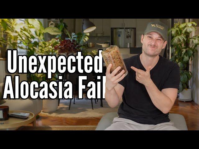 I tried the viral Alocasia Hack & it failed ...