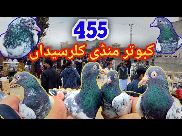 455 | Kallar Syedan Kabootar Mandi | Today Latest Update High Flyer Pigeon Market Price 10/3/2025