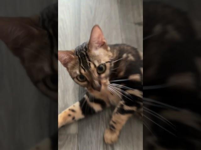 #шортс #факты #коты #music #cat #dance #funny #catlover #remix #barbie
