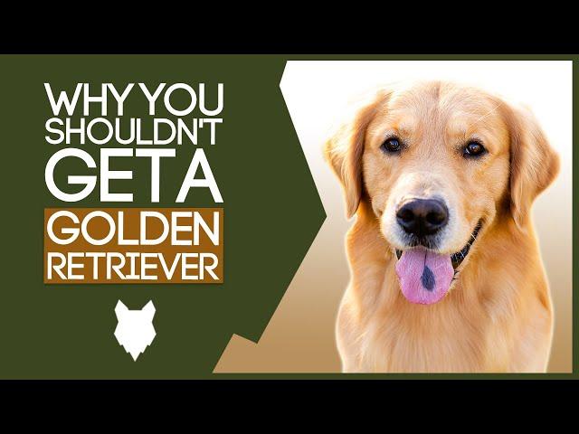 GOLDEN RETRIEVER! 5 Reasons you SHOULD NOT GET A Golden Retriever Puppy!