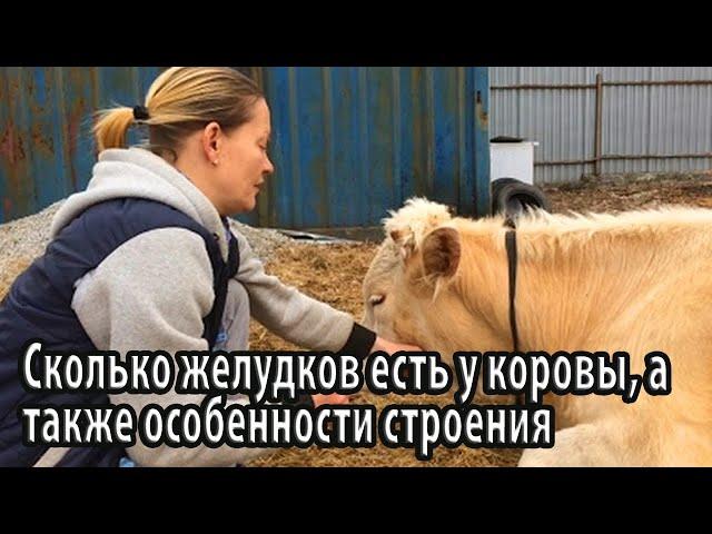 Сколько желудков есть у коровы, а также особенности строения и основные патологии