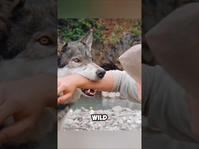 This Wolf Saves The Boy's Life#shorts #movierecap #viralshorts #trendingshorts #viral