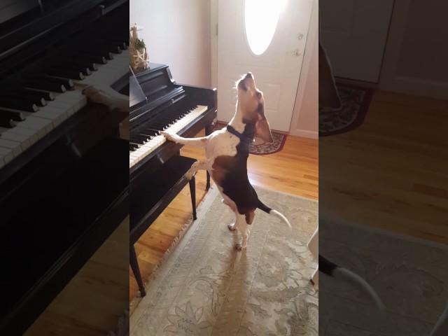 Buddy Mercury Sings! Funny and cute beagle who plays piano!