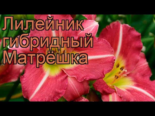 Лилейник гибридный Матрёшка (hemerocallis)  Матрёшка обзор: как сажать, рассада лилейника Матрёшка